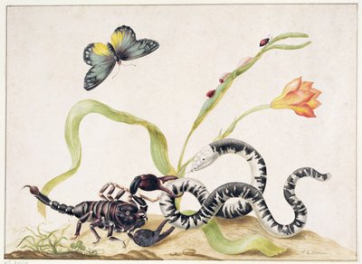 Scorpion and Snake by Maria Sibylla Merian